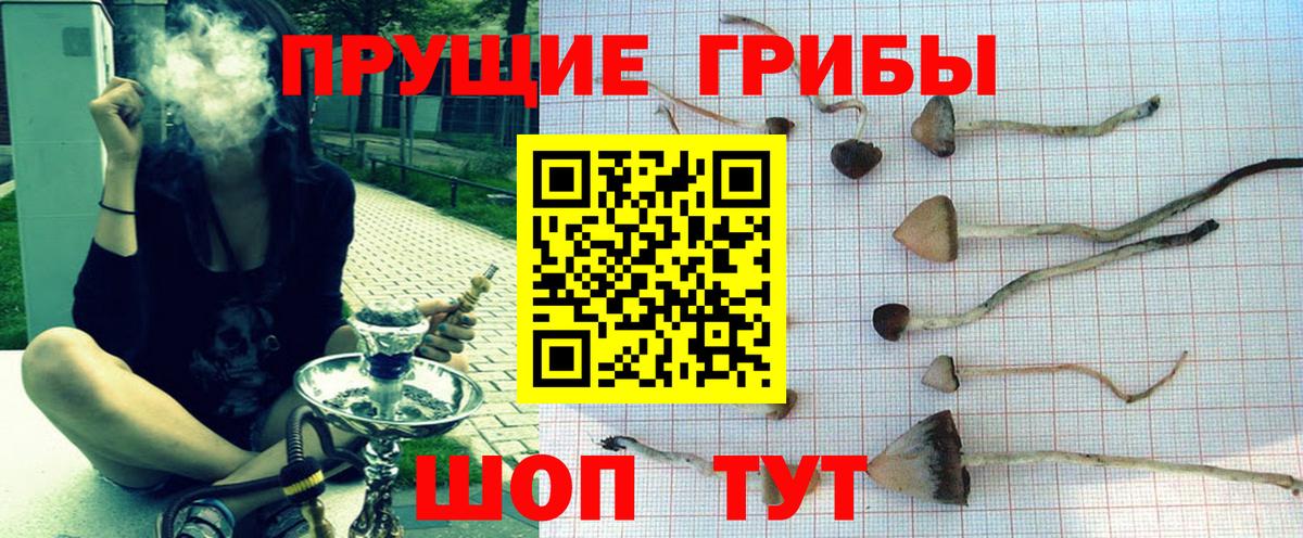 Галлюциногенные грибы Psilocybe Елец